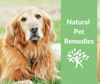 Natural Dog Vomiting and Diarrhea Remedies - Natural Health Strategies